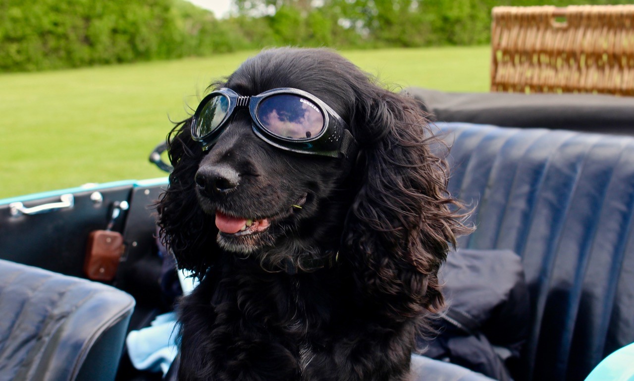 Adventures with your Dog 