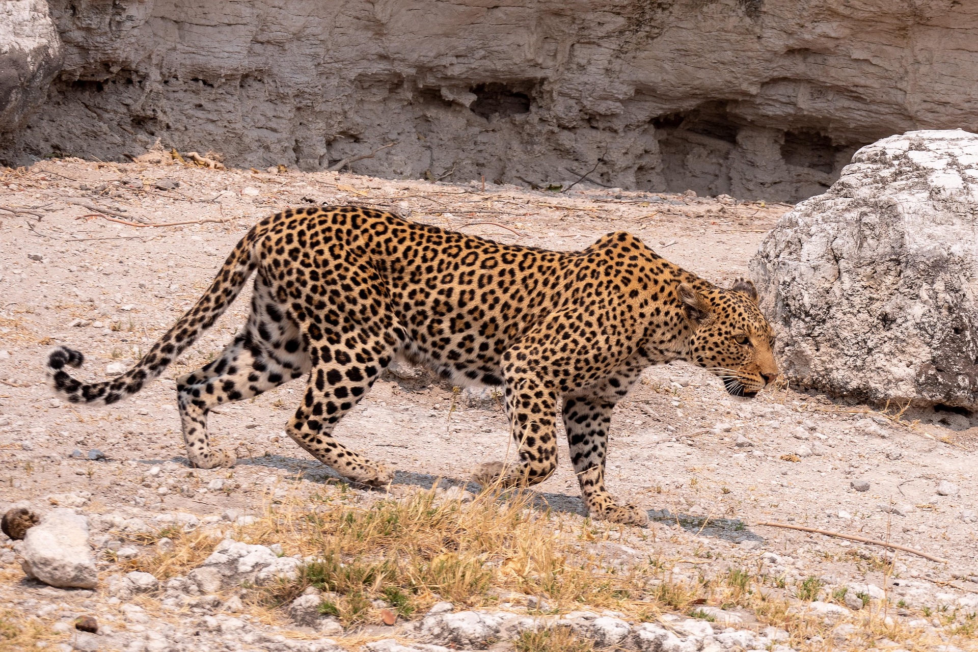 Big Five Encounters